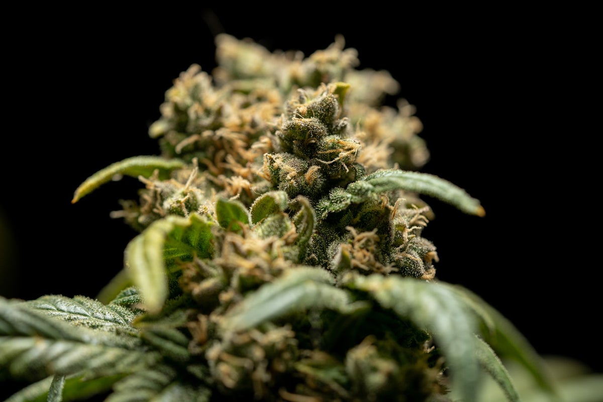 Green Thumb Industries Fourth Quarter And Full Year Financial Results Discussed By TDR Panel