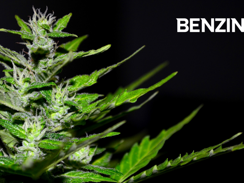  american-cannabis-company-partners-with-bubba-kush-marijuana-brand 