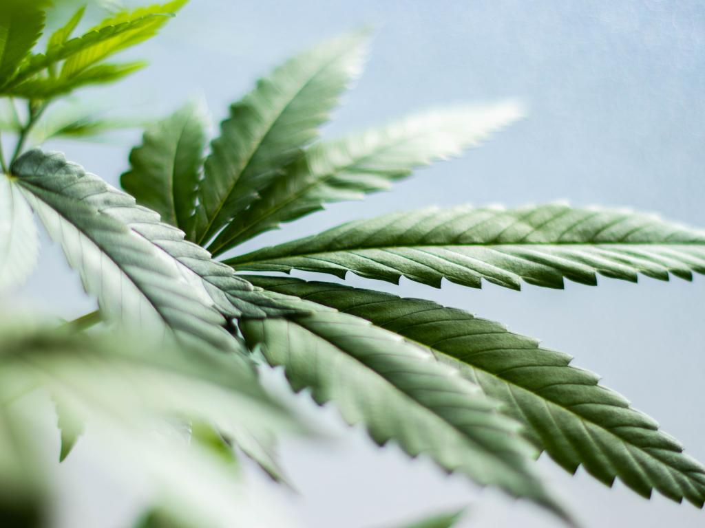  flowr-cannabis-co-announces-701m-offering-of-units-and-1m-in-direct-placement-aims-to-partly-repay-its-debt 