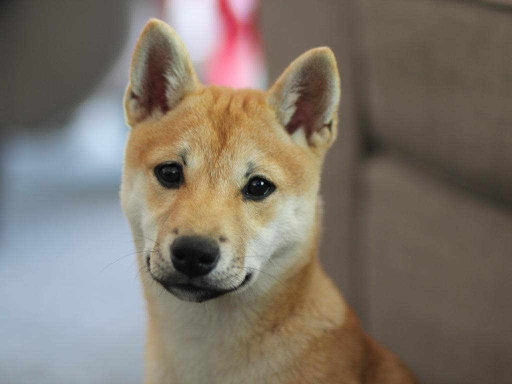 If You Had $1,000 Right Now, Would You Put It On Dogecoin Spinoff Shiba Inu (SHIB) Or Bitcoin?