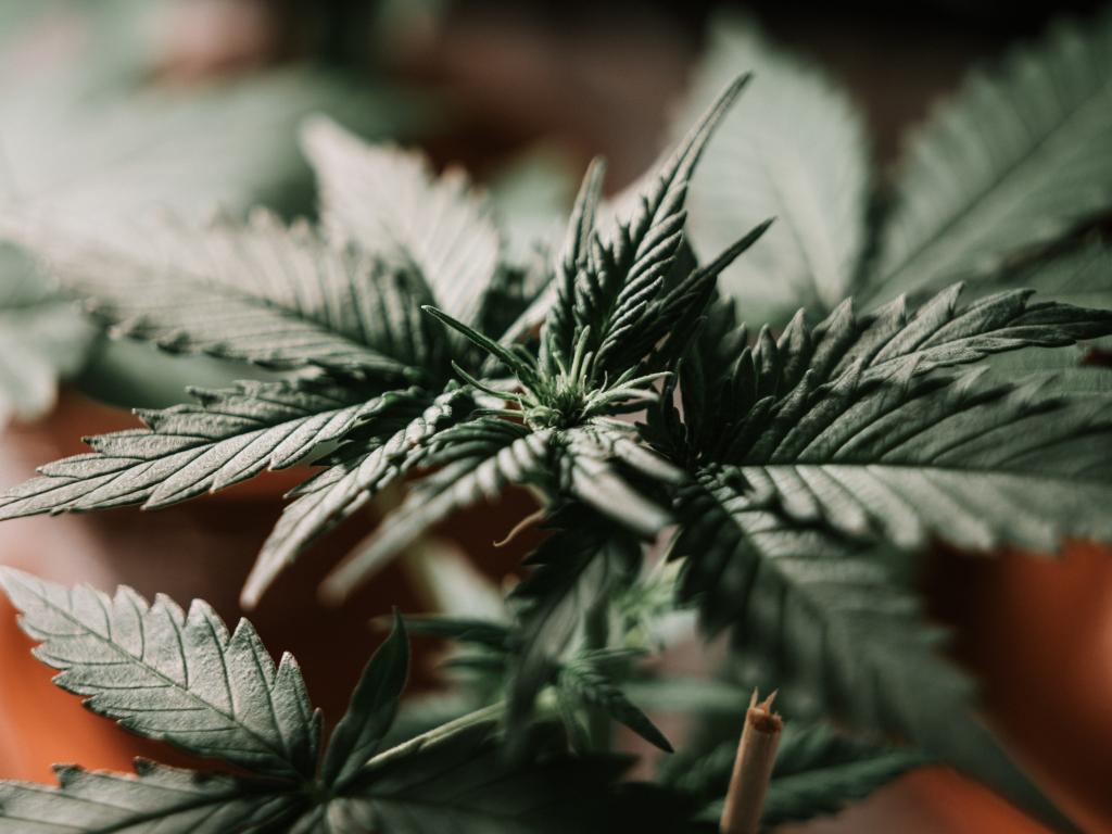 Aurora Cannabis Is Gearing Up Delivers An 8m Weed Shipment To Israel Markets Insider