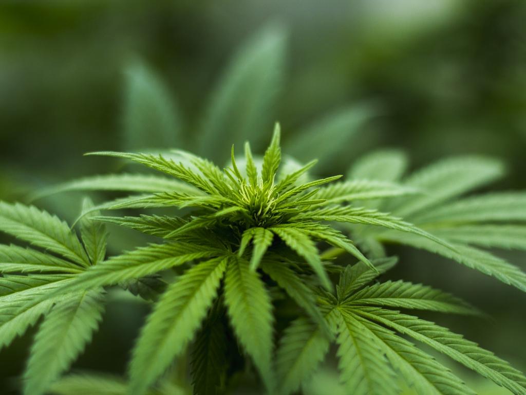 Cannabis Countdown: Top 10 Marijuana Stock News Stories Of The Week