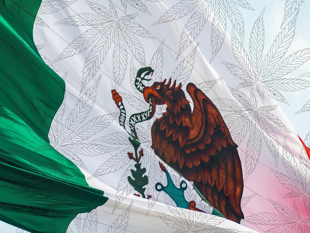 Cannabis In Mexico Uncertainty Swirls Heading Into June Elections   Mexico 