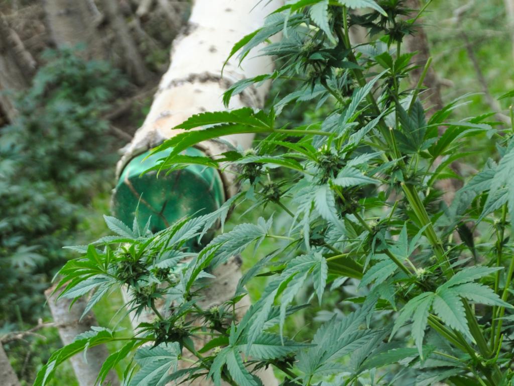 Chicago Pot Expo Proves That The Industry Is Far Reaching