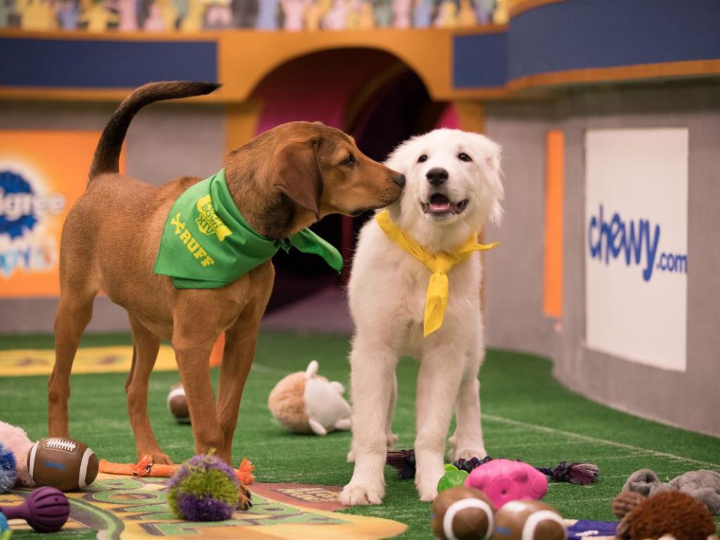  sundays-other-bowl-game-inside-discoverys-puppy-bowl-xviii 