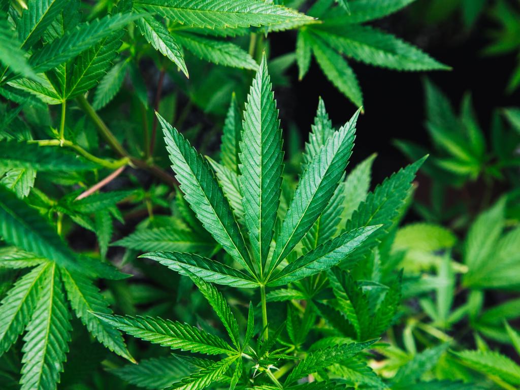 The Week In Cannabis: Stocks In Green, FDA's CBD Report, Amazon's AWS, KushCo's Earnings