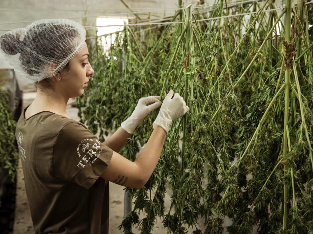  what-will-be-the-cost-of-doing-cannabis-business-in-mexicoif-the-country-finally-legalizes-it 
