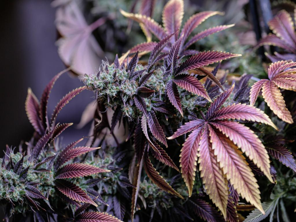  nova-cannabis-q1-sales-grow-171-yoy-says-sundial-can-help-it-extend-across-alberta--ontario 