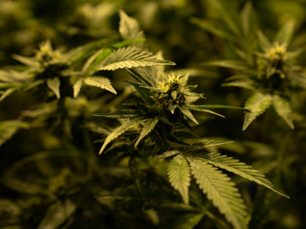  cantourage-and-clever-leaves-intensify-partnership-for-distribution-of-medical-cannabis-in-germany 