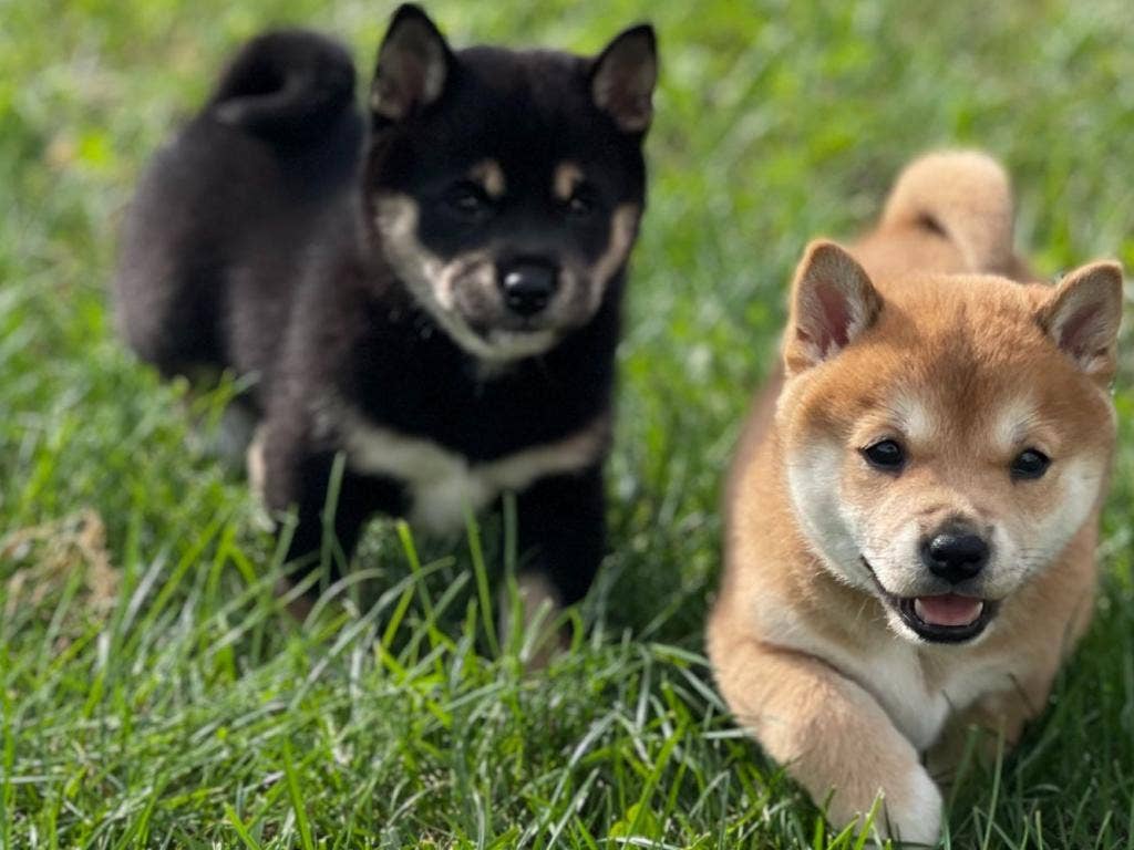 Memecoins Shiba Inu, Dogecoin See Most Turnover After Bitcoin, Ethereum On OKX Spot Trading