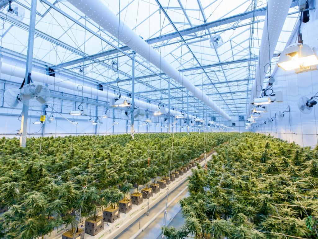 curaleaf-lays-off-220-employees-to-control-costs-drive-efficiencies-trend-as-cannabis-companies-struggle 