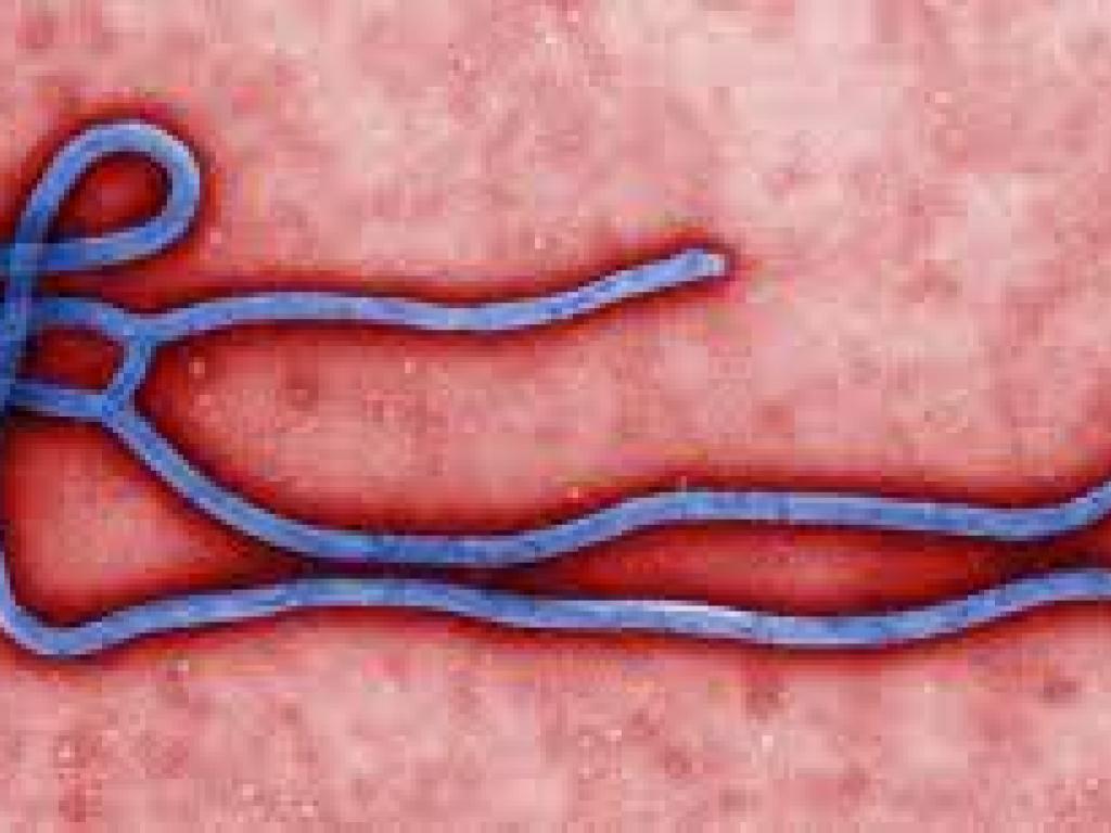  west-africa-based-studies-show-jnj-mercks-ebola-vaccines-provide-lasting-antibodies 