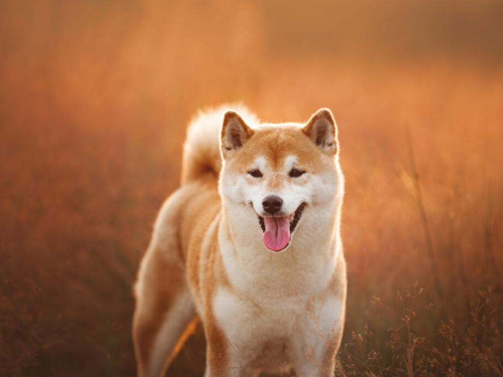  dogecoin-floki-shiba-inu-tumble-after-iconic-japanese-dog-who-inspired-their-creation-passes-away-at-18 