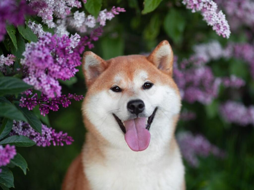  kabosu-famous-shiba-inu-who-inspired-dogecoin-floki-and-other-dog-cryptos-dies-at-18 