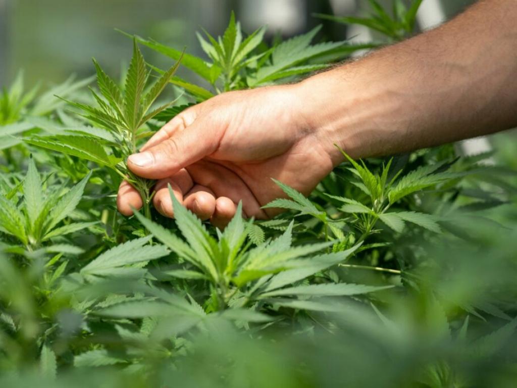  paying-dues-for-nothing-cannabis-workers-at-cresco-labs-illinois-facility-leave-the-union-get-15-raises 