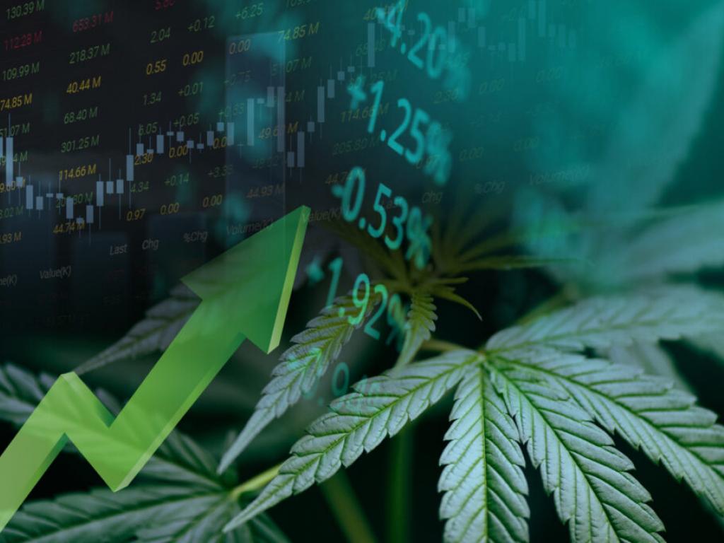  aurora-cannabis-shares-jump-on-q1-fy25-earnings-global-medical-marijuana-yields-record-revenue-of-343m 