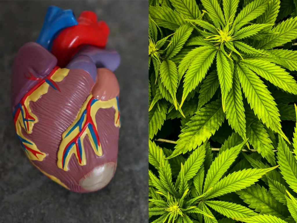  cannabis-and-heart-attack-paradox-new-study-reveals-better-outcomes-for-weed-users 