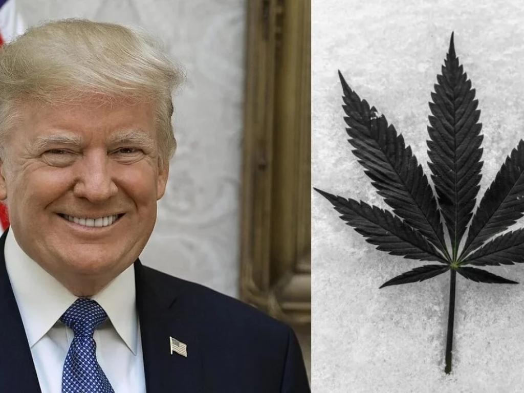  donald-trump-supports-cannabis-legalization-in-florida-game-changer-and-huge-blow-to-ron-desantis 