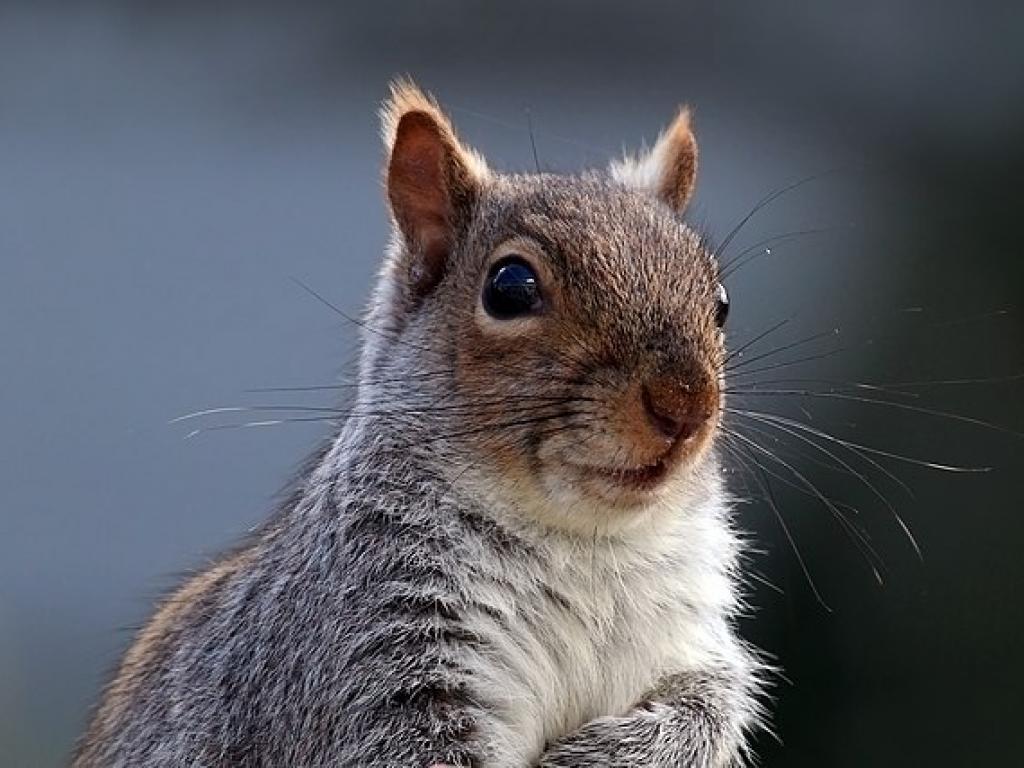  peanut-the-squirrel-themed-meme-coins-surge-amid-social-media-outrage-over-celebrity-animals-death-trump-will-save-the-squirrels-says-elon-musk 