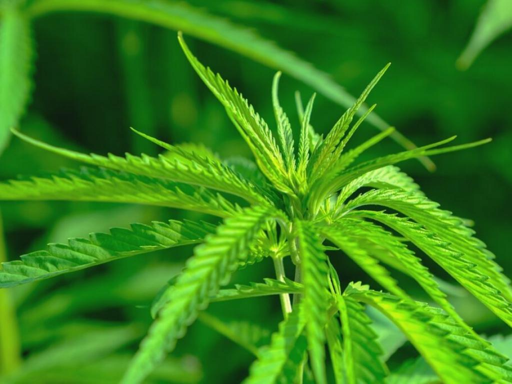  why-weed-stock-akanda-shares-are-up-today 