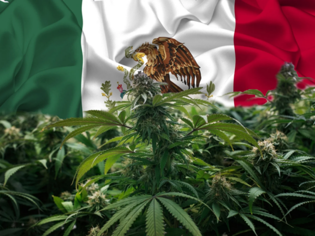  mexico-welcomes-legal-cbd-xebra-brands--ican-pave-the-way-with-cbd-supply-deal 