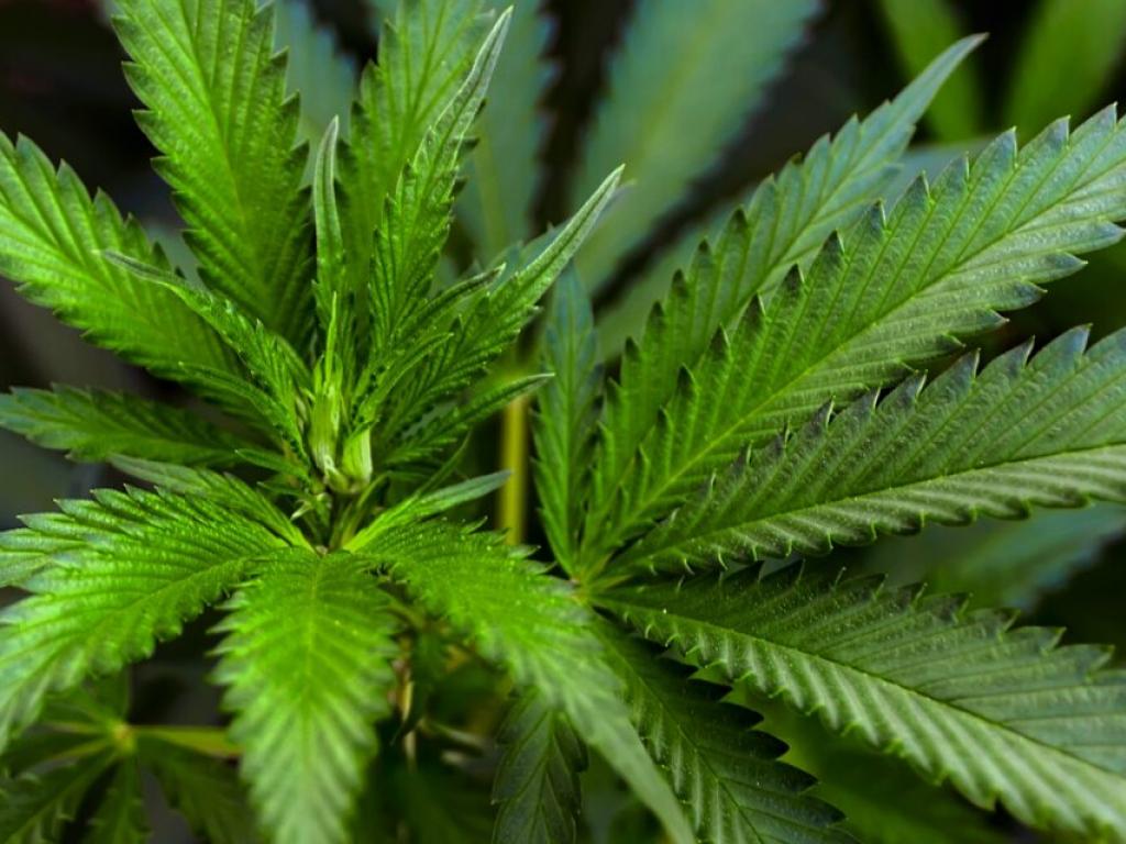 organigram-ogi-joins-cannabis-stock-rally-after-trump-signals-policy-shift