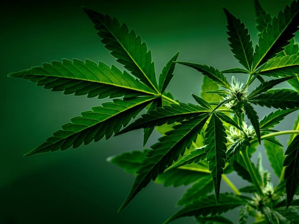  congress-ended-the-shutdown--but-at-the-cost-of-re-criminalizing-these-thc-products-in-a-last-minute-deal-that-could-reshape-the-cannabis-industry 