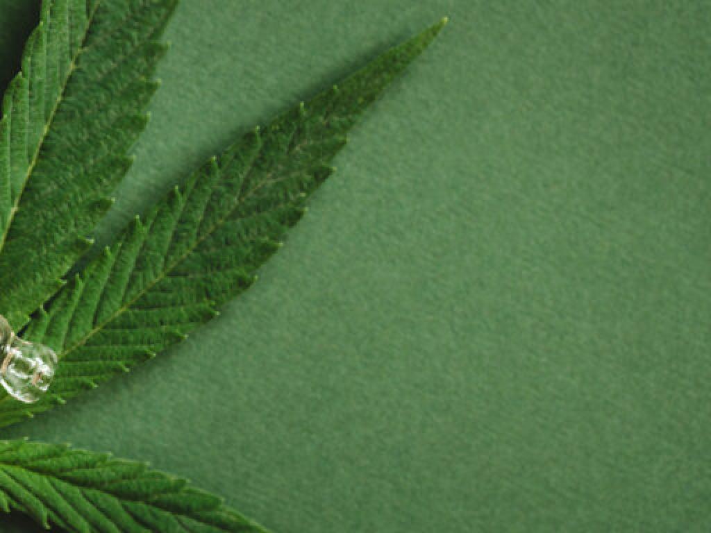  4-cannabis-stocks-log-momentum-gains-even-as-congress-re-criminalizes-some-thc-products-in-spending-bill 