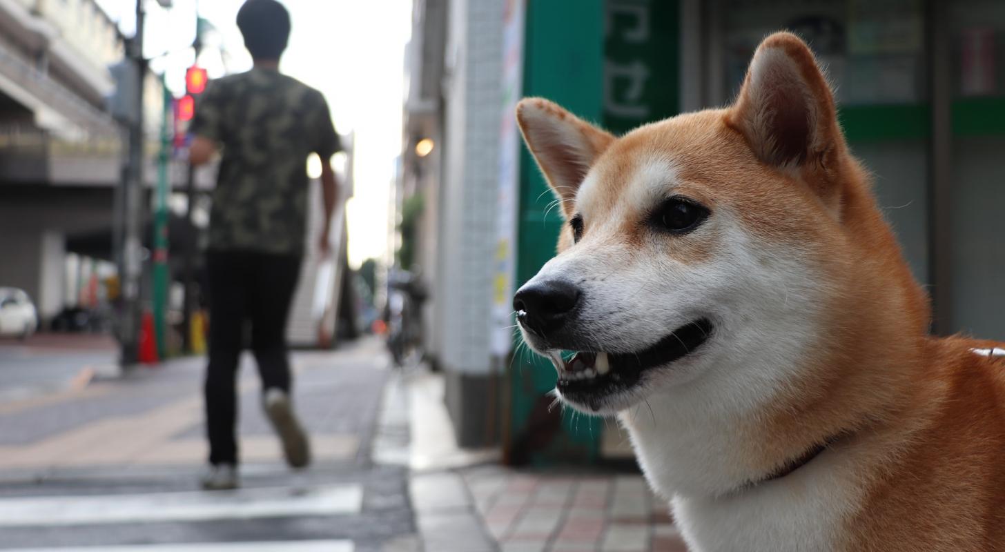 We Asked 1,000 Readers Why They Bought Dogecoin Instead Of Bitcoin, Ethereum