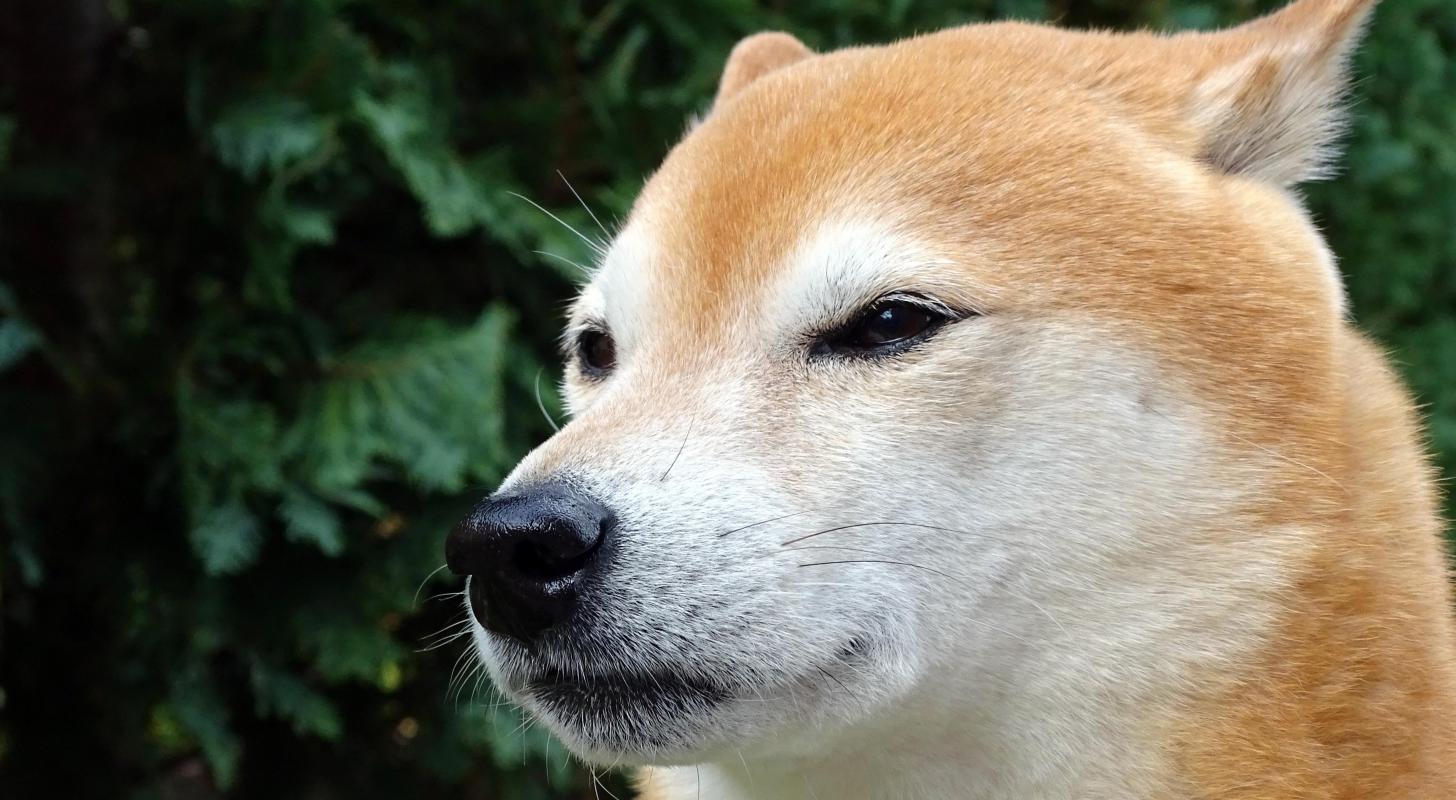 Why Baby Dogecoin Is Getting Hammered Today