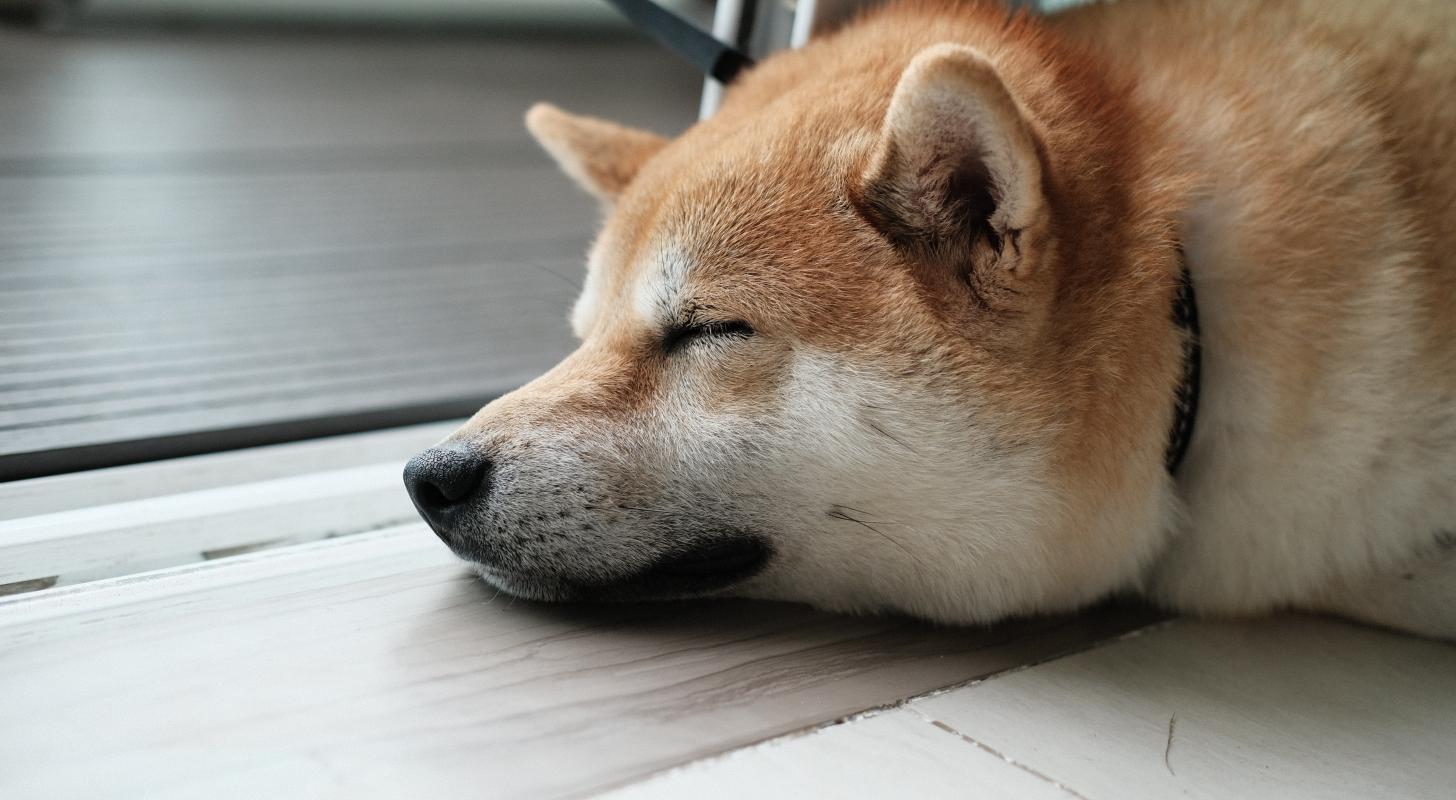 Dogecoin Crashing Hard Today But Its Mascot Dog Is Having A Sound Sleep