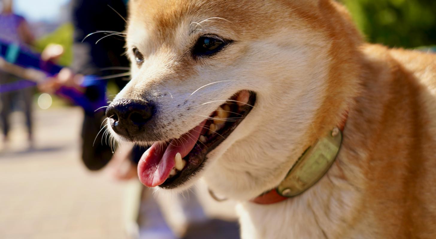 Will Shiba Inu Or Dogecoin Rise More By 2023?