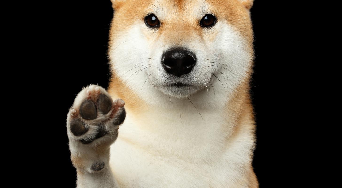 Shiba Inu Sees Nearly $17M Shorts Liquidated Over 24 Hours