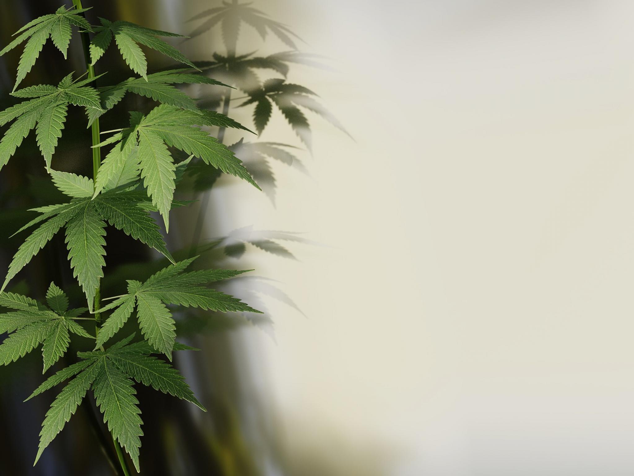  48north-cannabis-reports-full-year-net-revenue-of-482-million-net-loss-narrows 
