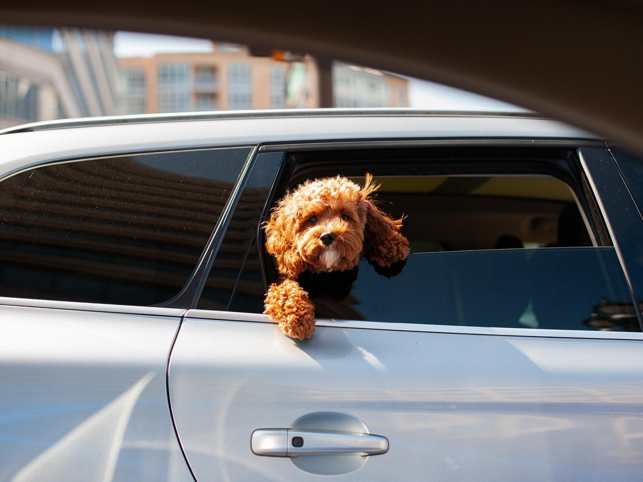  how-you-can-get-a-free-nft-of-the-puppy-bowl 