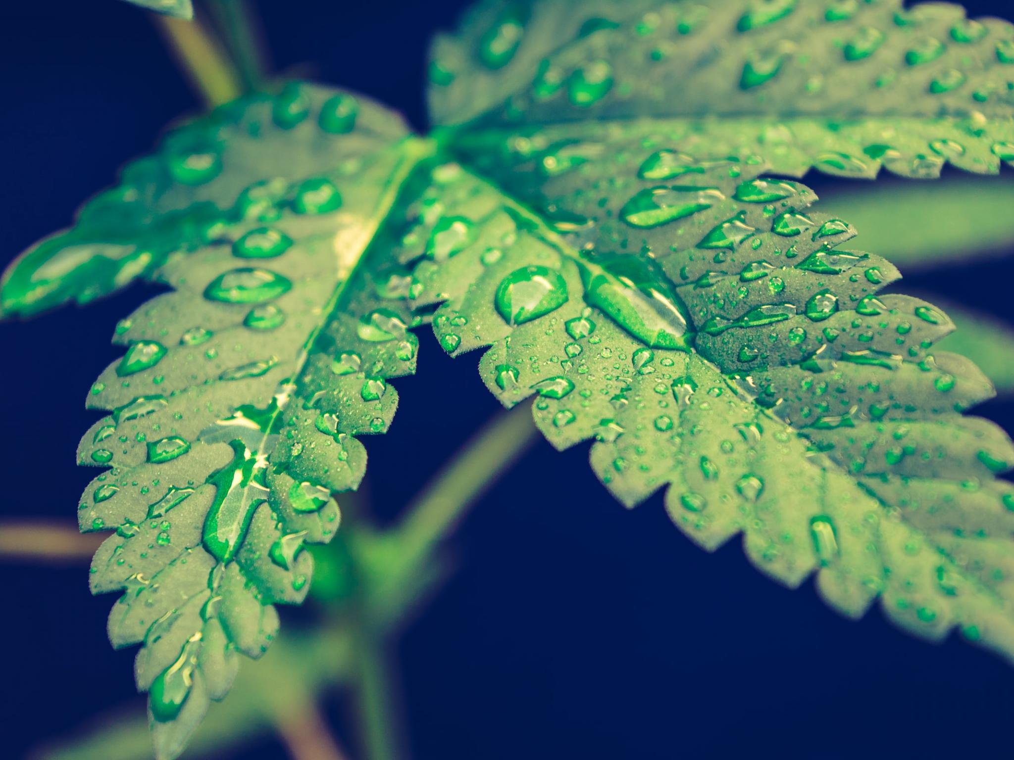  marijuana-company-of-america-reports-record-q3-revenue-of-442178-net-loss-of-177m 