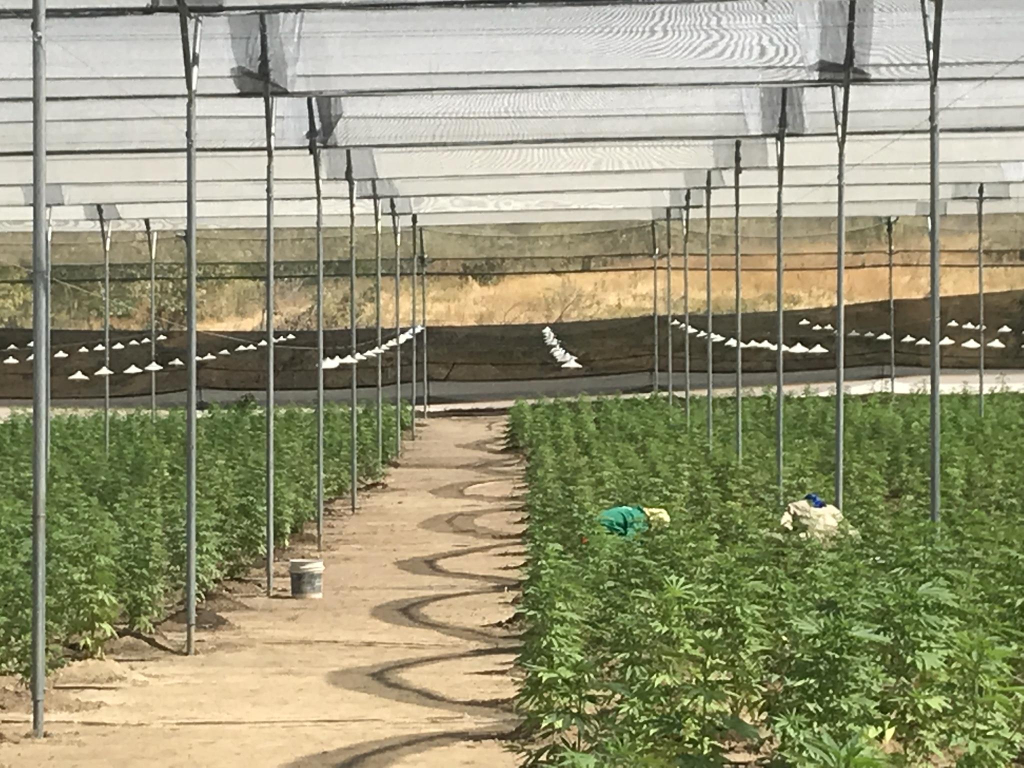  helix-tcs-launches-hemp-tracking-system-in-delaware 
