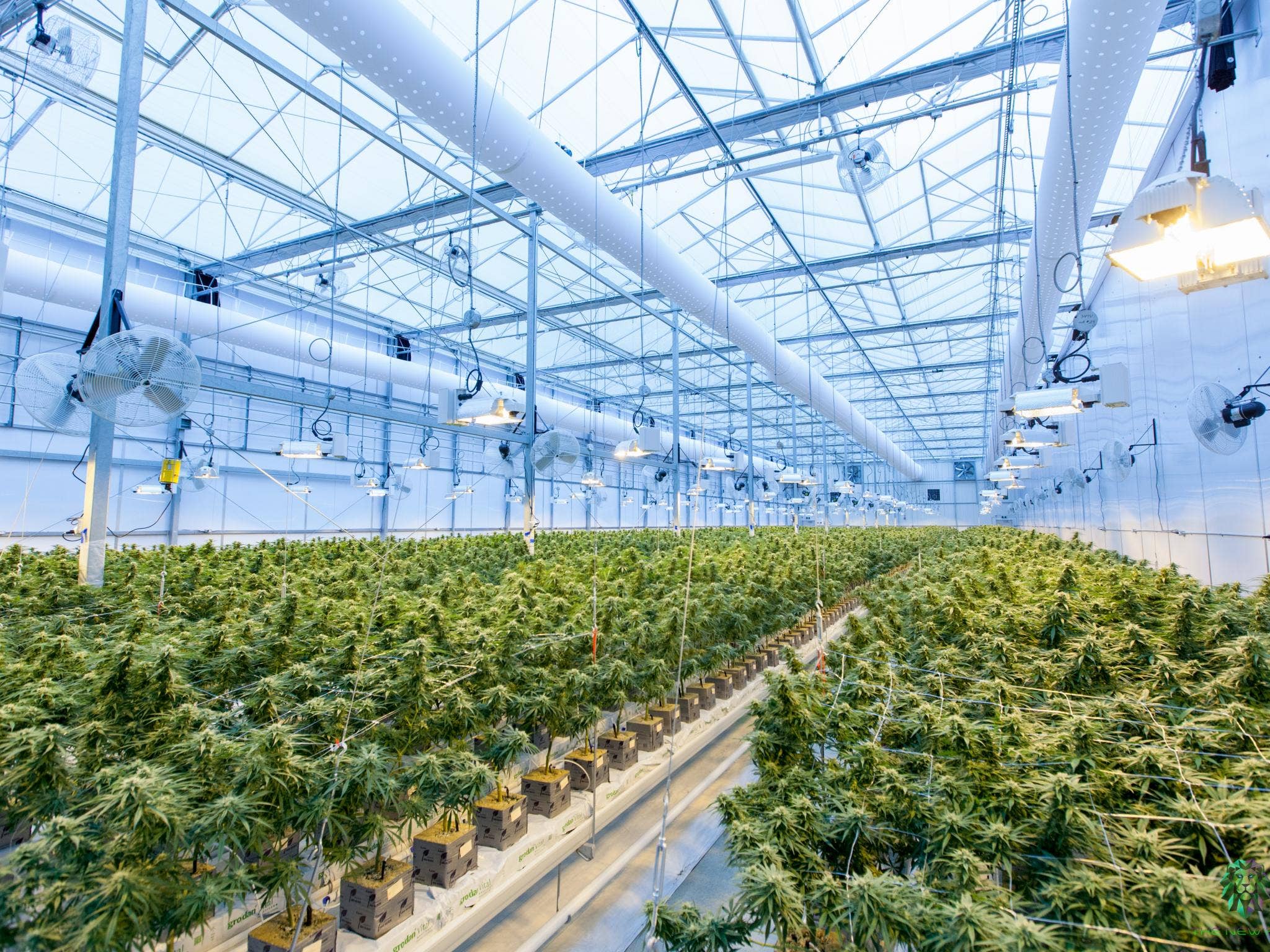 DEA-Endorsed Cannabis Grower Makes History As First 'Plant-Touching' Firm On NASDAQ, Shares Soared