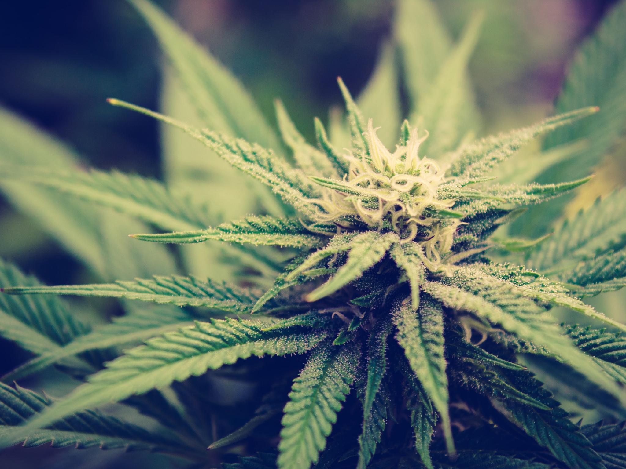  improving-balance-sheet-is-paying-off-for-clever-leaves-q2-revenue-grows-27-yoy 