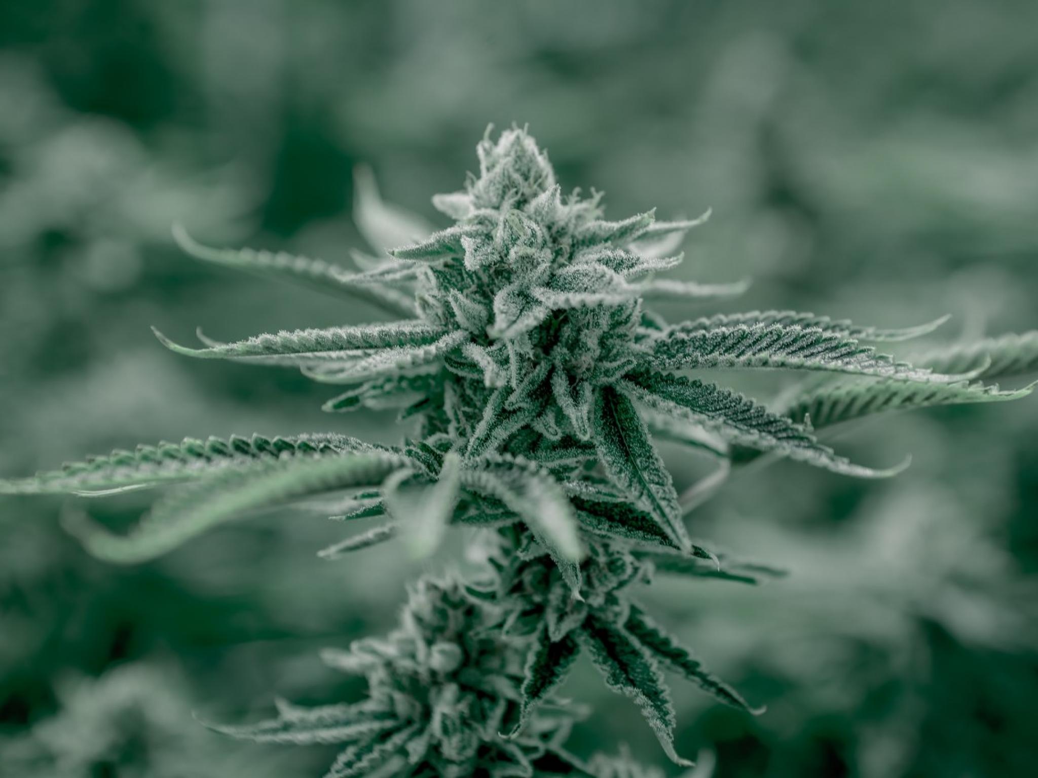  harvest-one-announces-effective-date-of-name-change-to-delivra-health-brands 