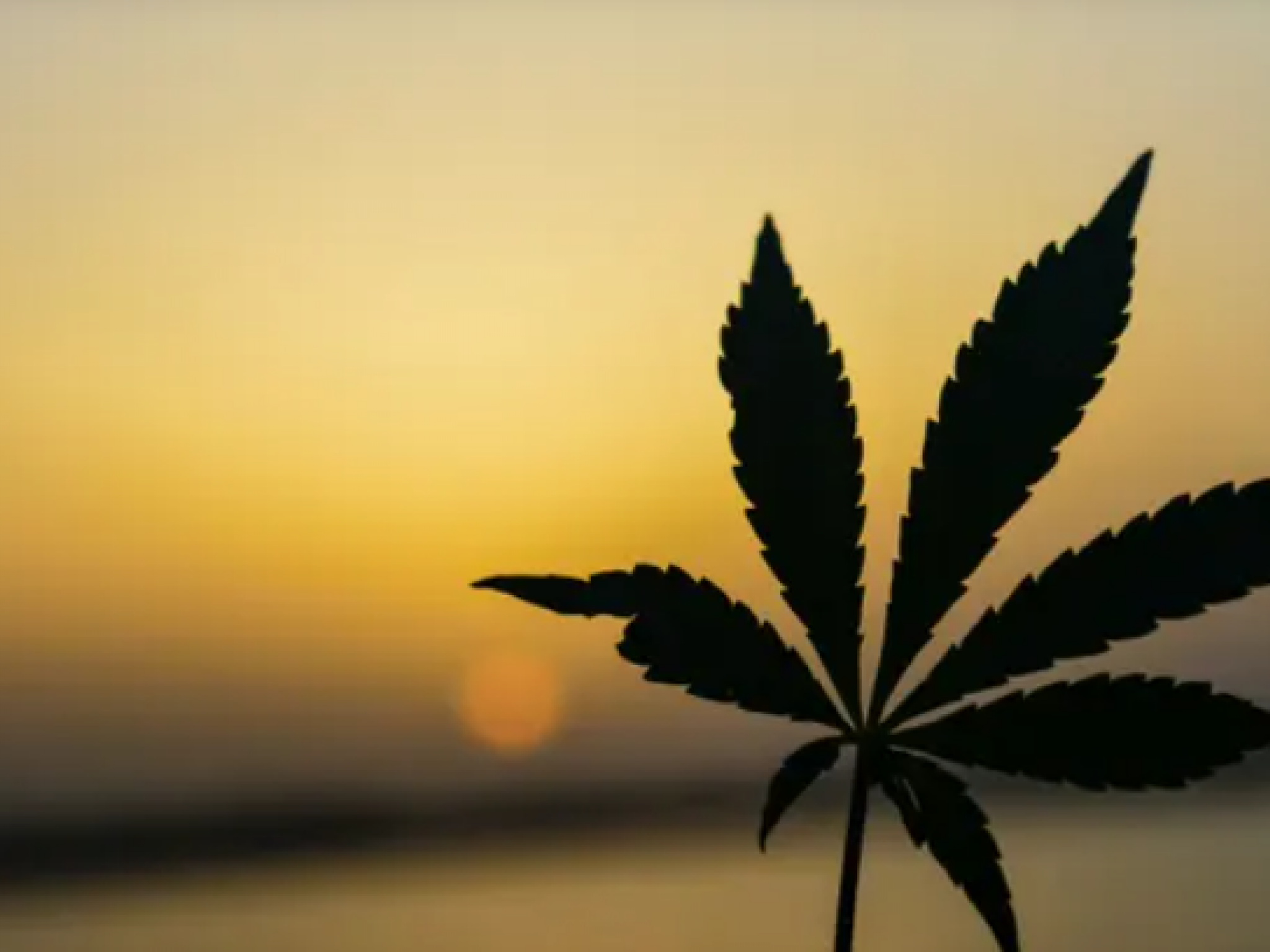  marijuana-regulators-in-nevada-colorado-market-cannabis-education-new-mexico-california-grant 