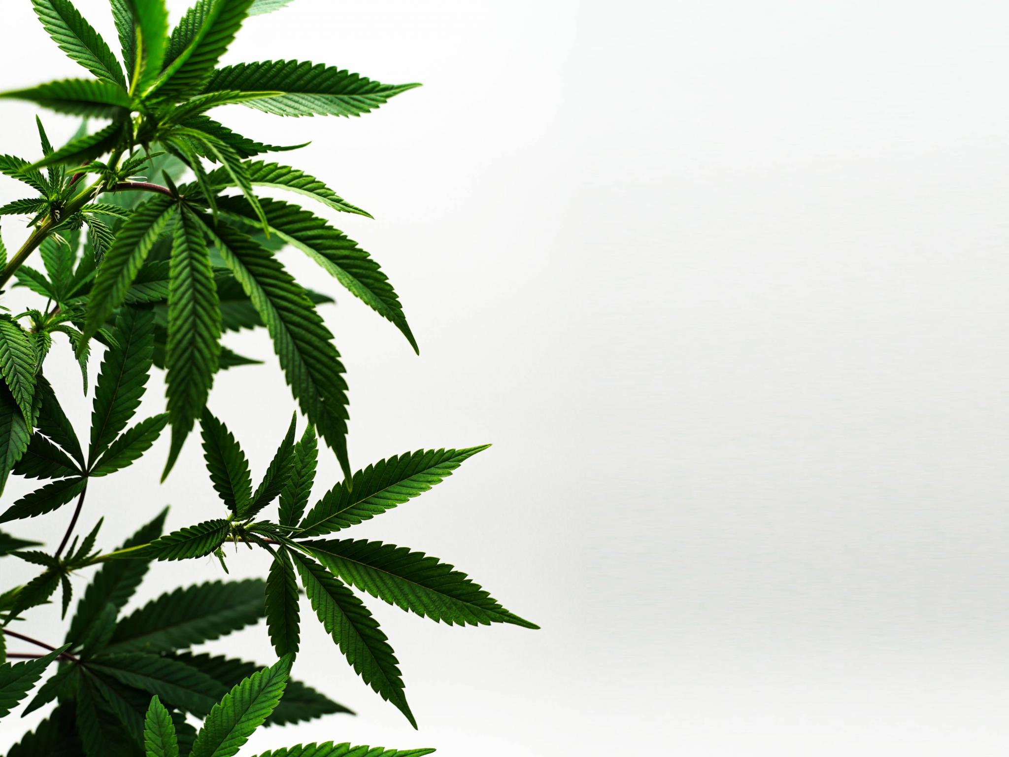  vivo-cannabis-q3-revenue-improves-19-yoy-driven-by-increased-international-sales 