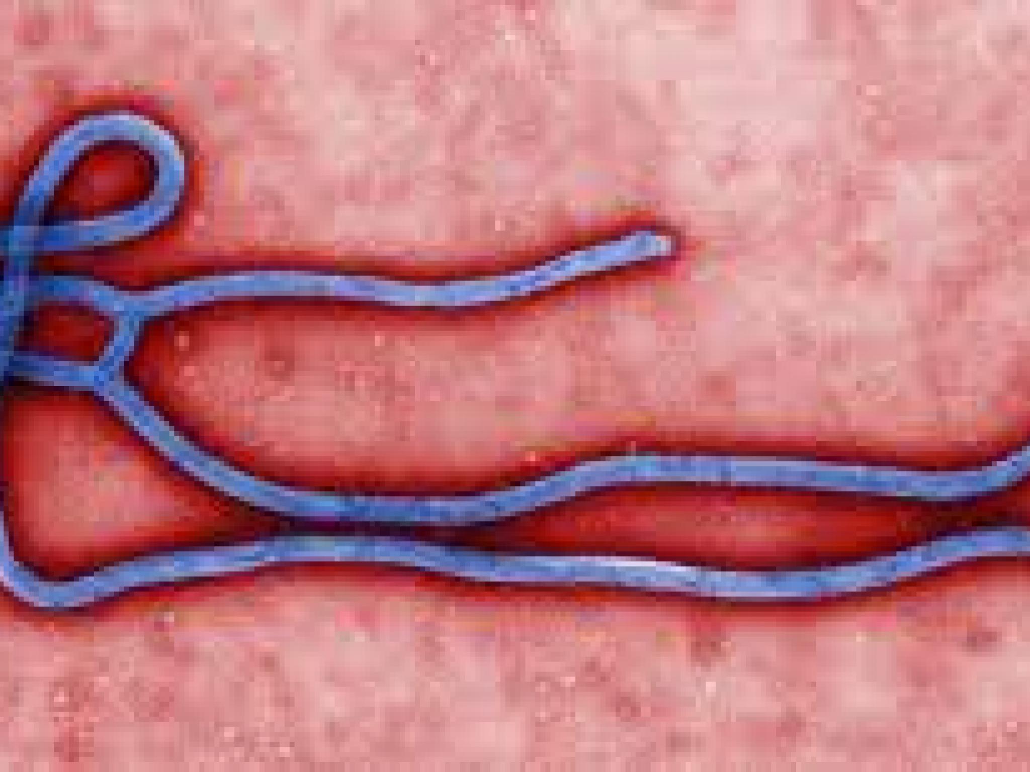  west-africa-based-studies-show-jnj-mercks-ebola-vaccines-provide-lasting-antibodies 