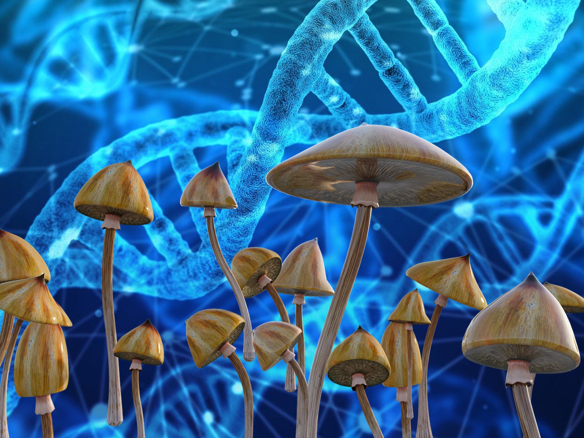 can-ai-foster-research-and-psychedelics-therapy-without-replacing-human-connection