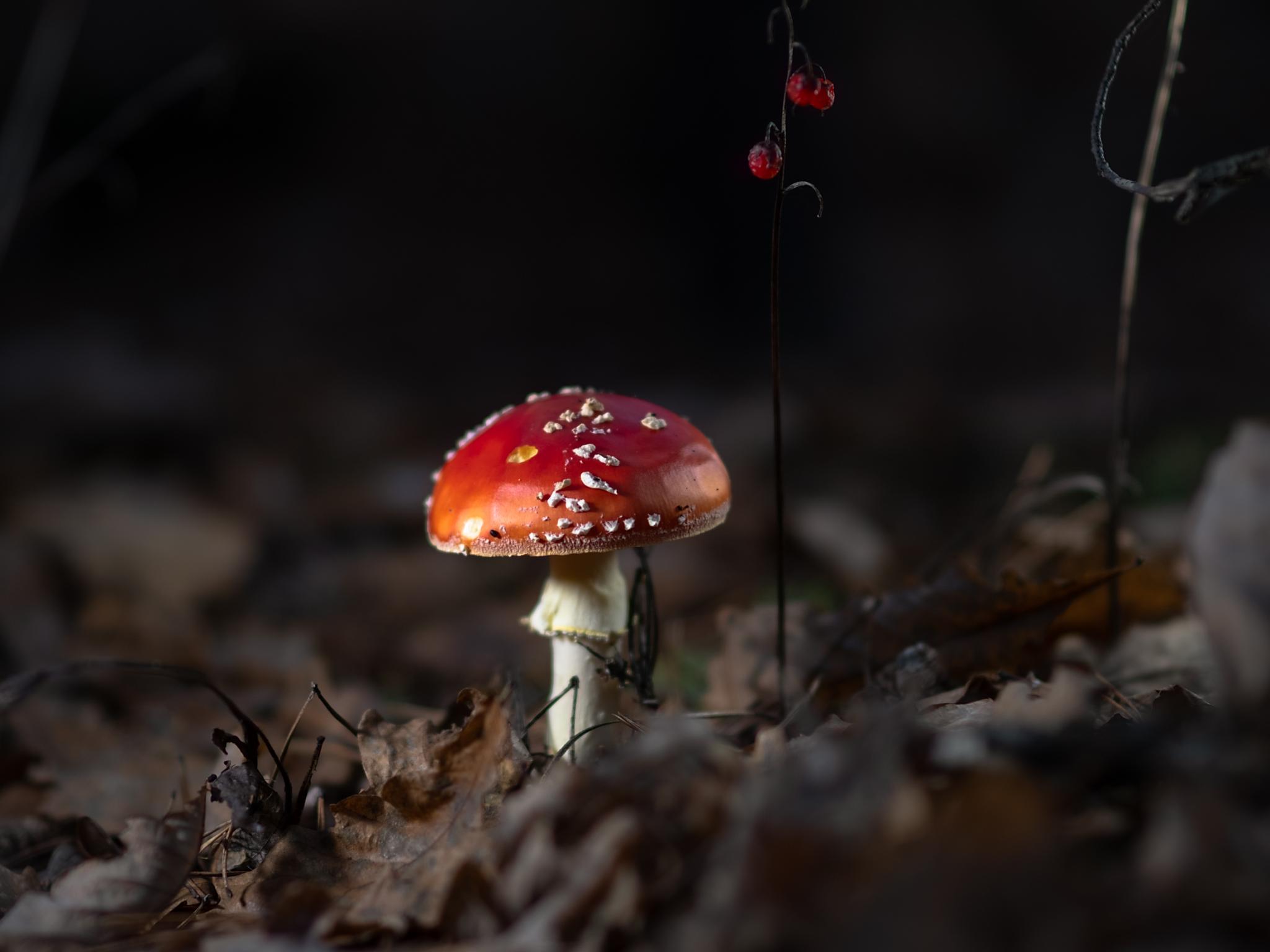  amanita-muscaria-mushrooms-are-taking-the-lead-in-markets-as-research-ramps-up 