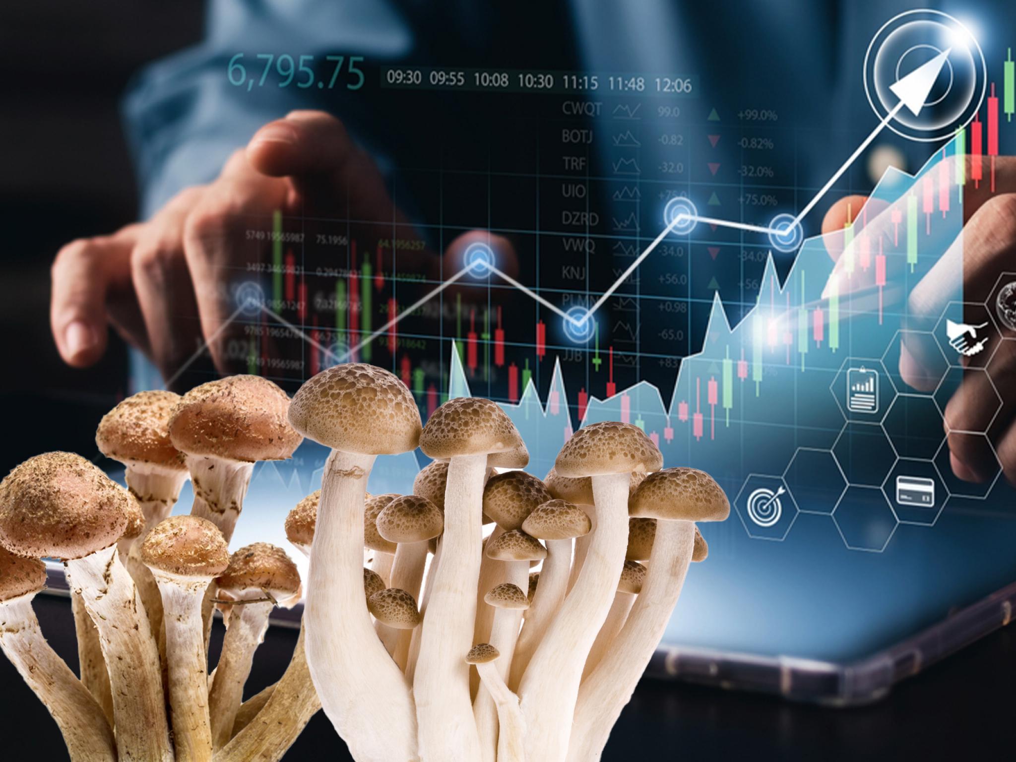  the-psychedelic-mushrooms-market-between-legitimate-harvesting-and-illegal-retail-sales 
