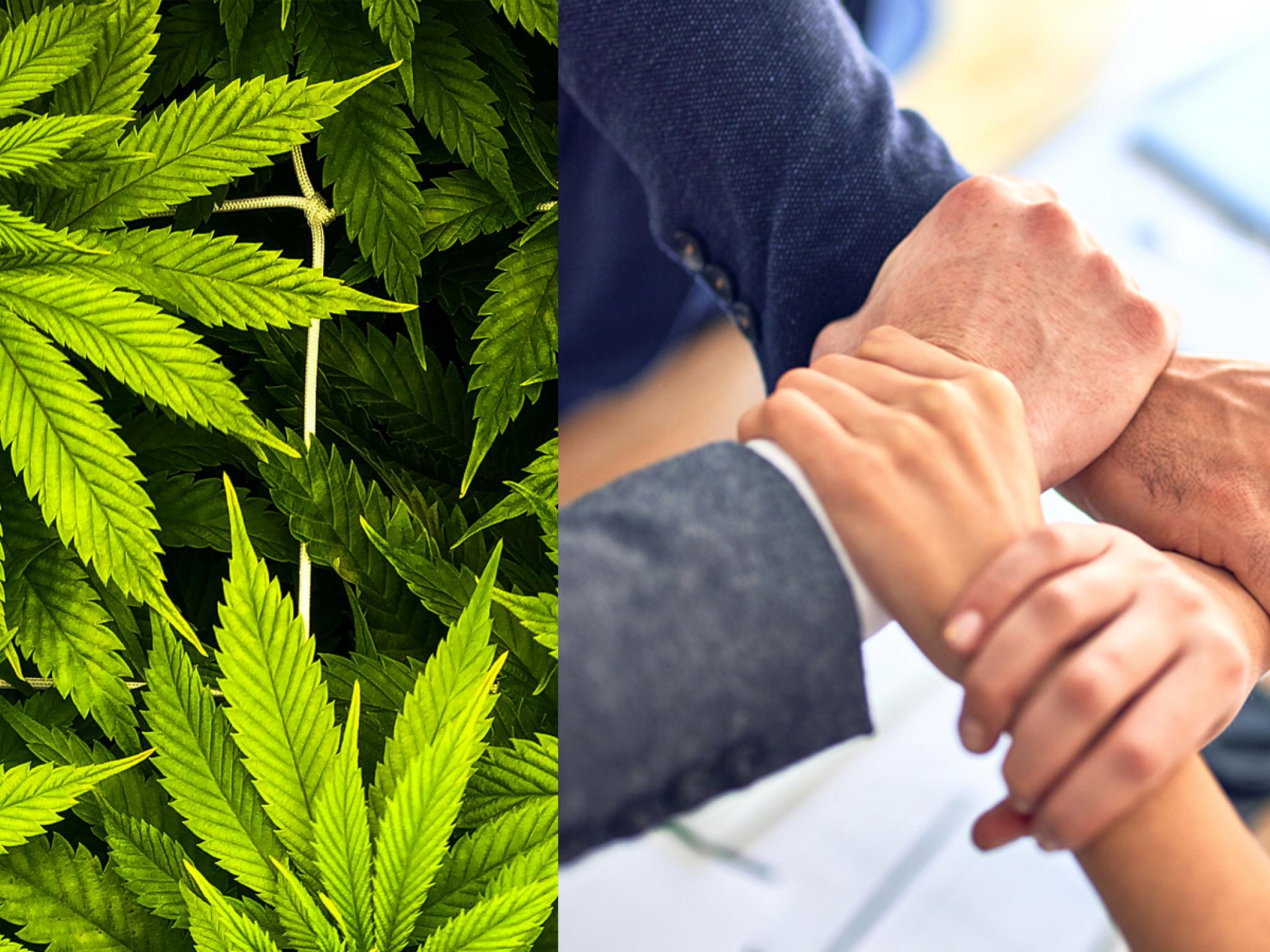 cannabis-industry-learns-lesson-as-teamsters-union-flexes-its-muscles 