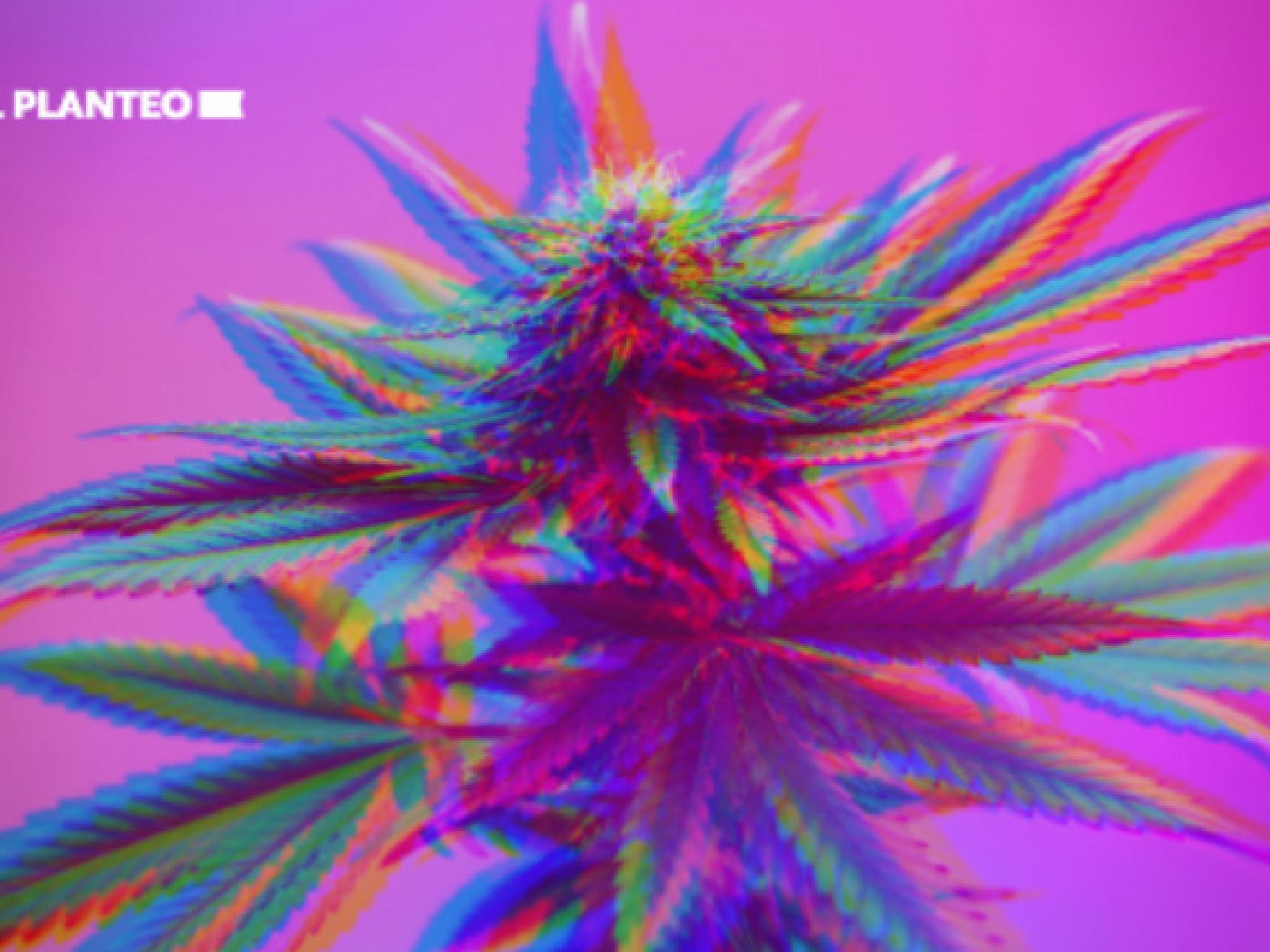 대마초 정신활성 효과, THC 농도보다 '엔투라지 효과'가 주요 원인