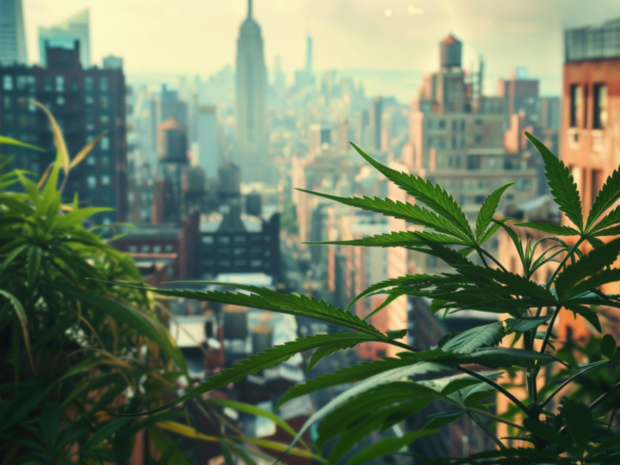  who-are-new-yorks-cannabis-shoppers-weedmaps-reveals-fresh-data-amid-legal-market-expansion 
