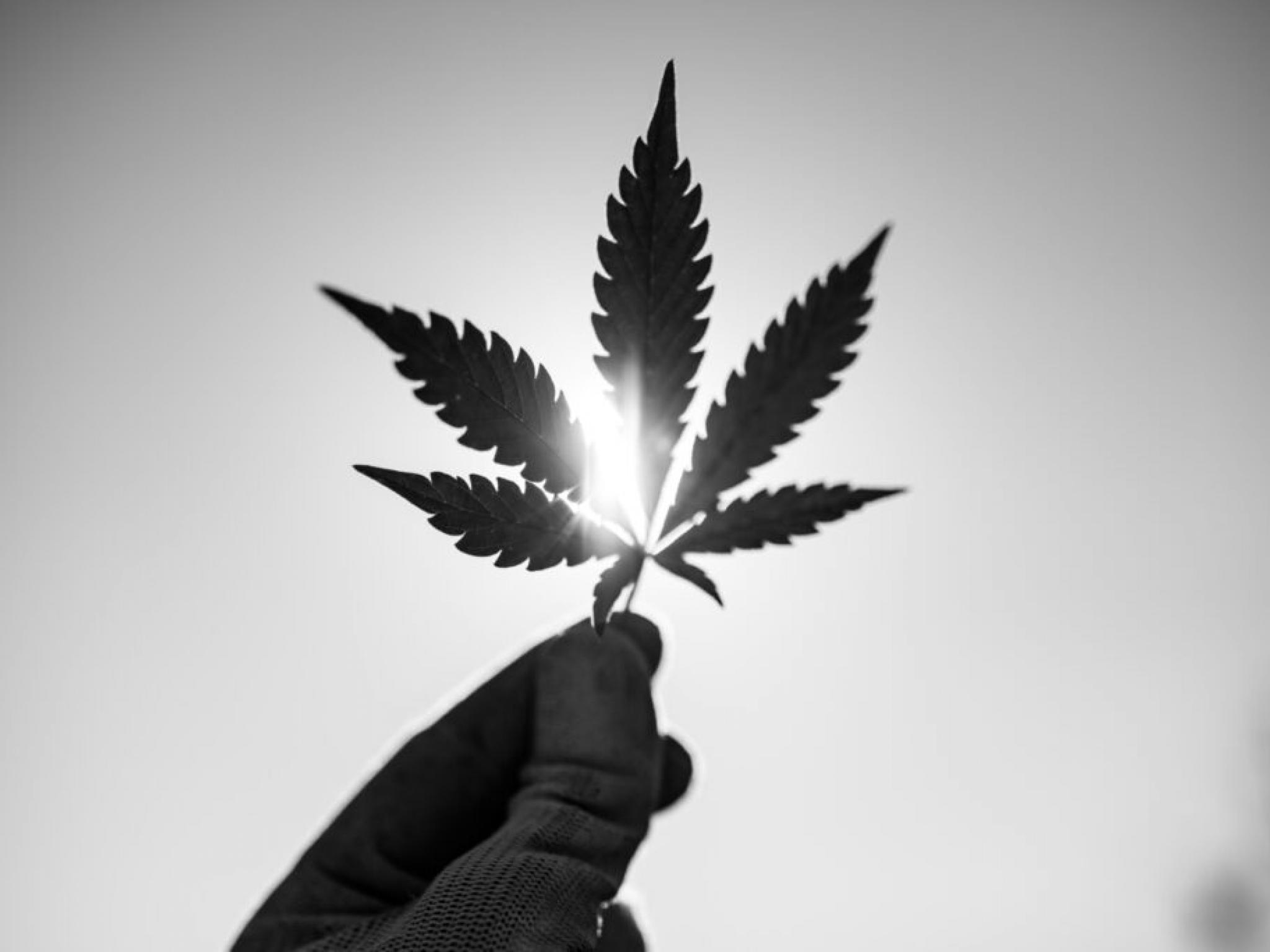 북 아프리카 치료센터, 대마로 헤로인 중독자 재활 돕는다